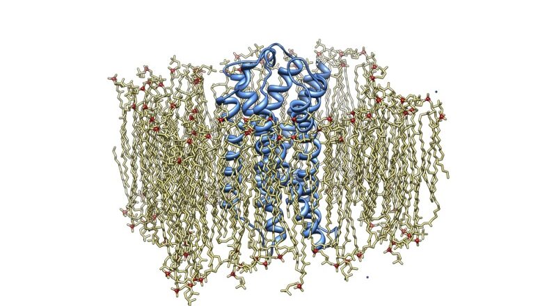 biomolecularcrystallography ハードカバー biomolecularcrystallography ハードカバー 【公式通販】